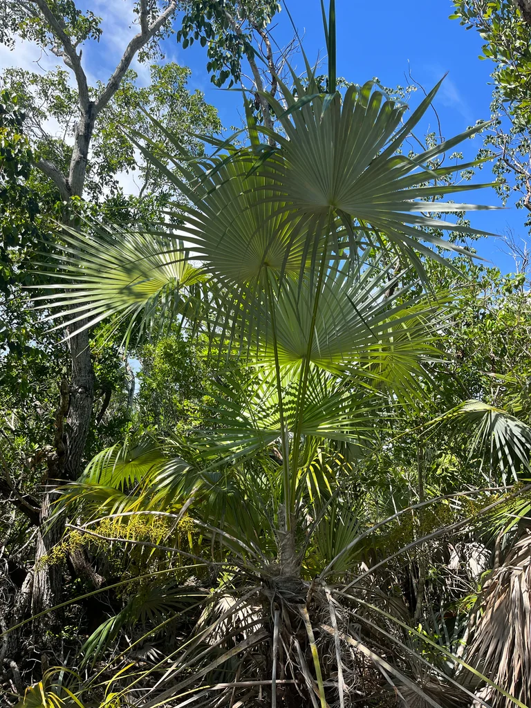 Leucothrinax Morrisii