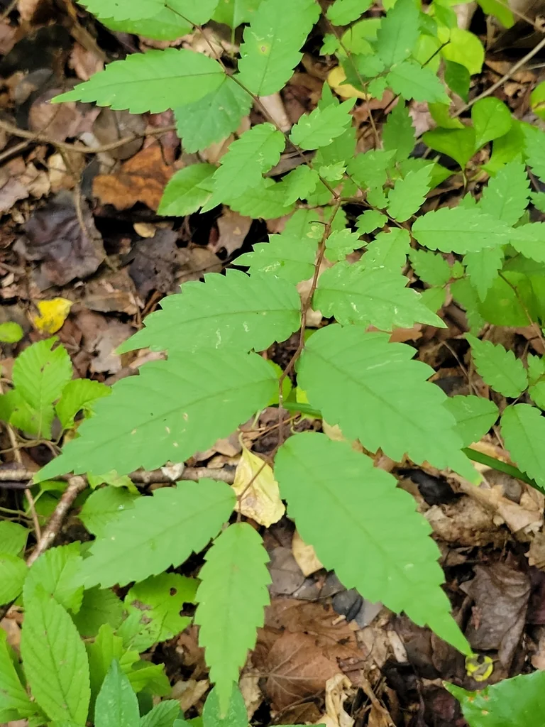 Zelkova Serrata
