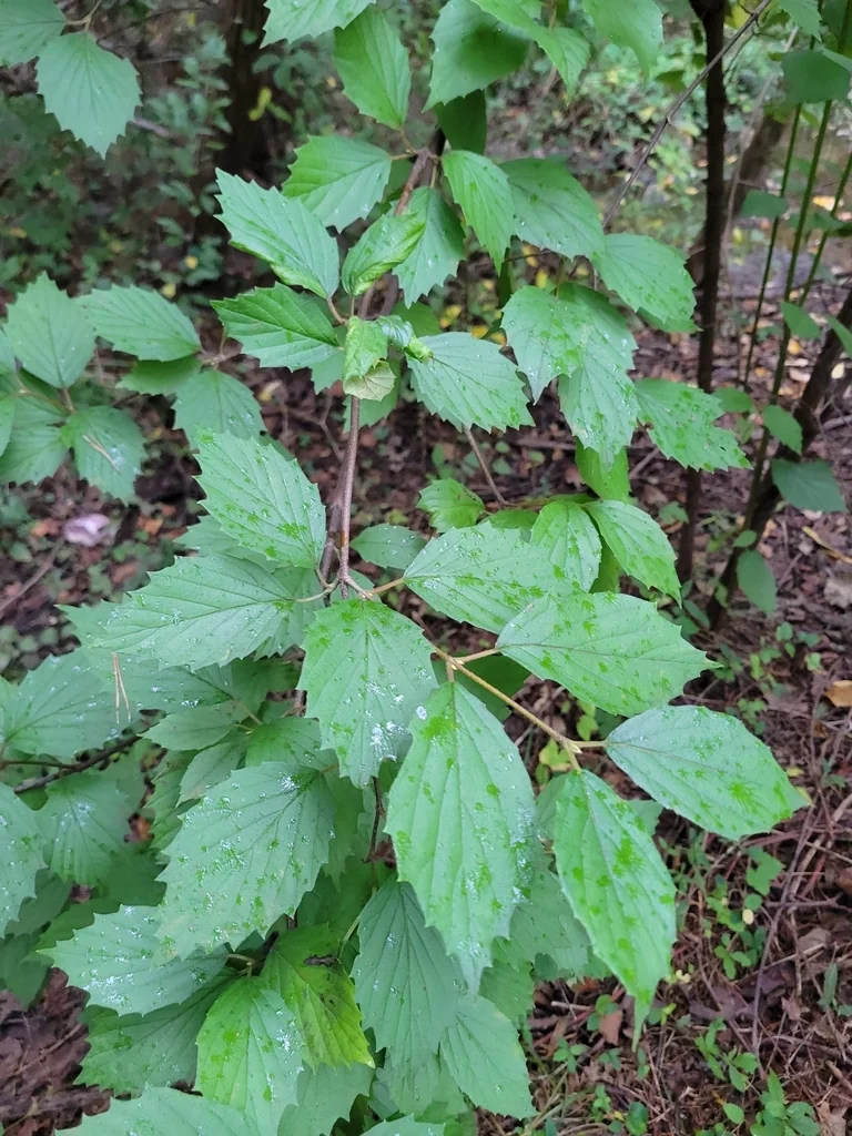 Viburnum Dentatum