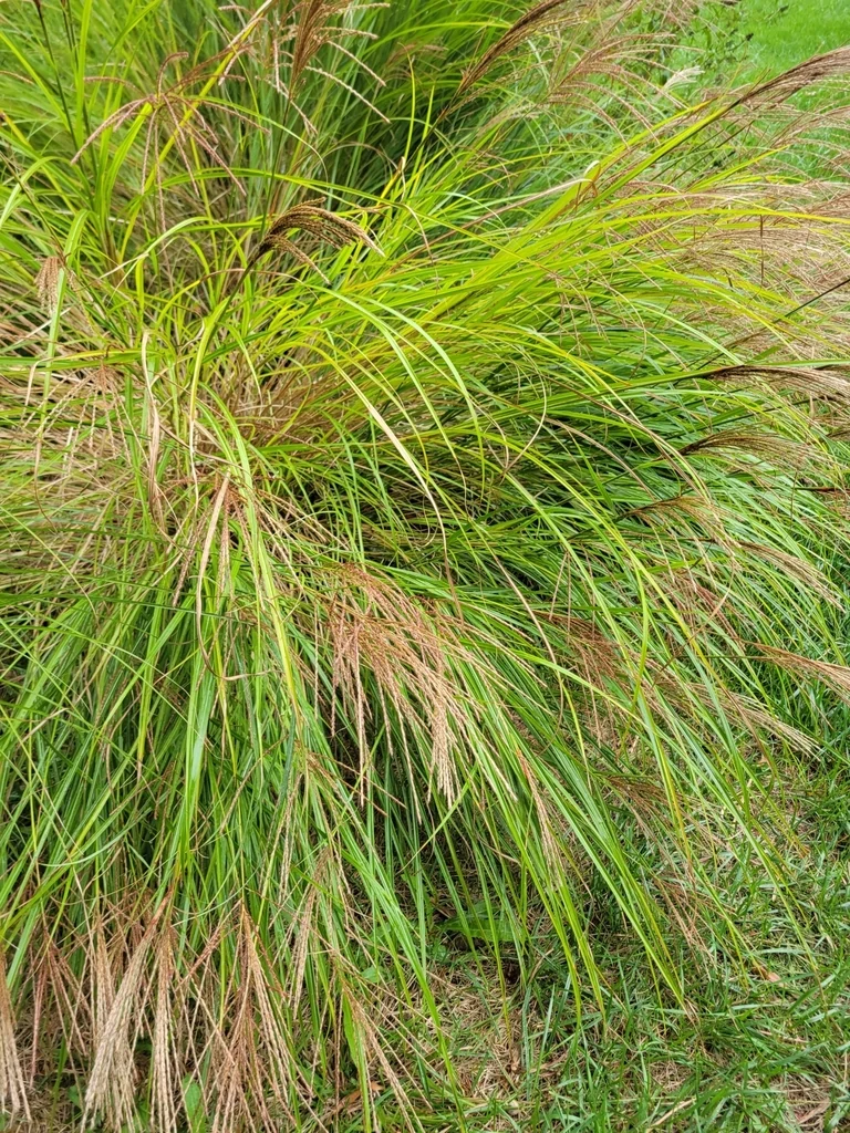 Miscanthus Transmorrisonensis