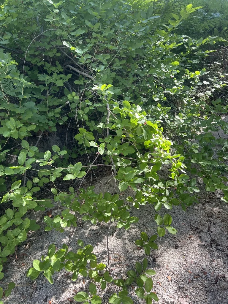 Euonymus Occidentalis