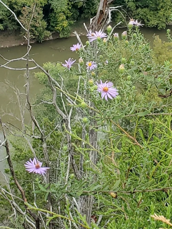 Symphyotrichum Oblongifolium