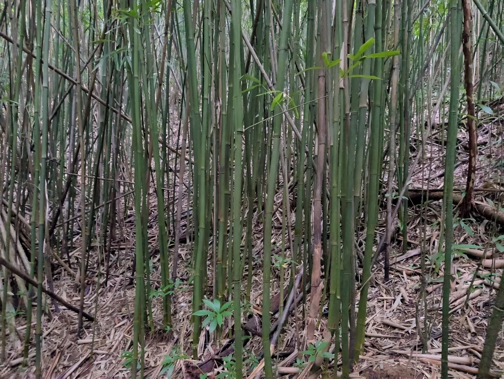 Phyllostachys Nigra