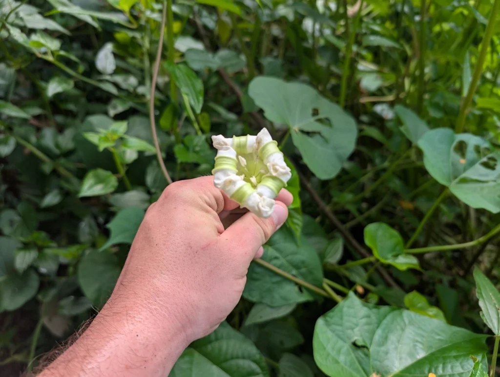 Ipomoea Alba