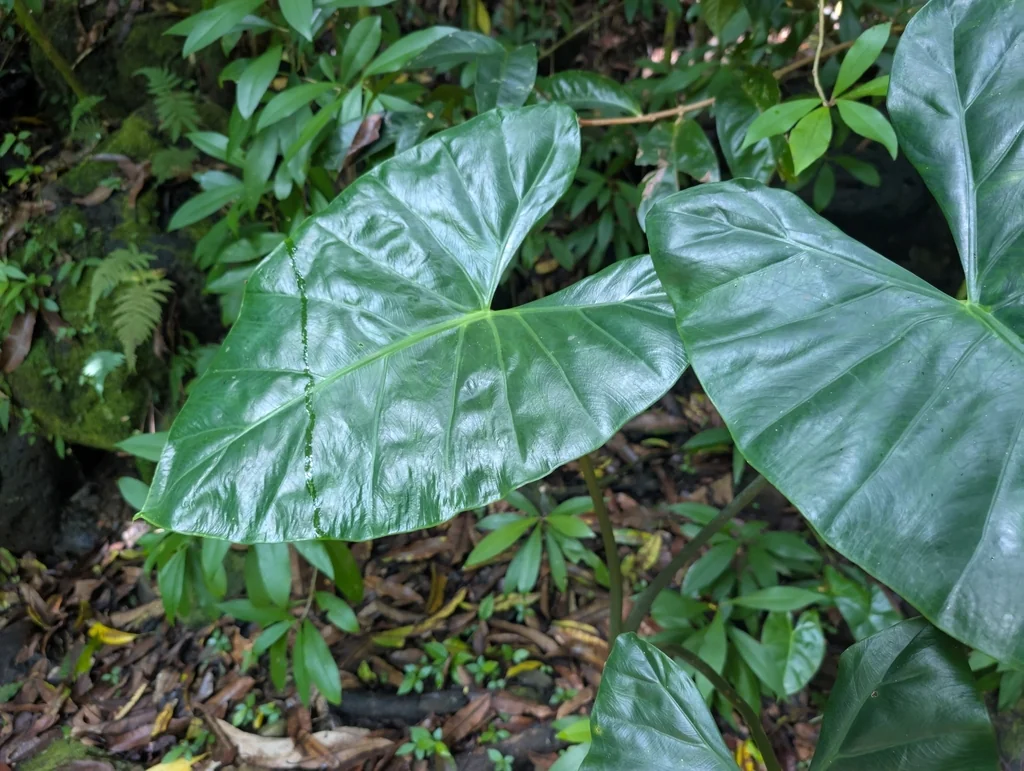 Alocasia plumbea