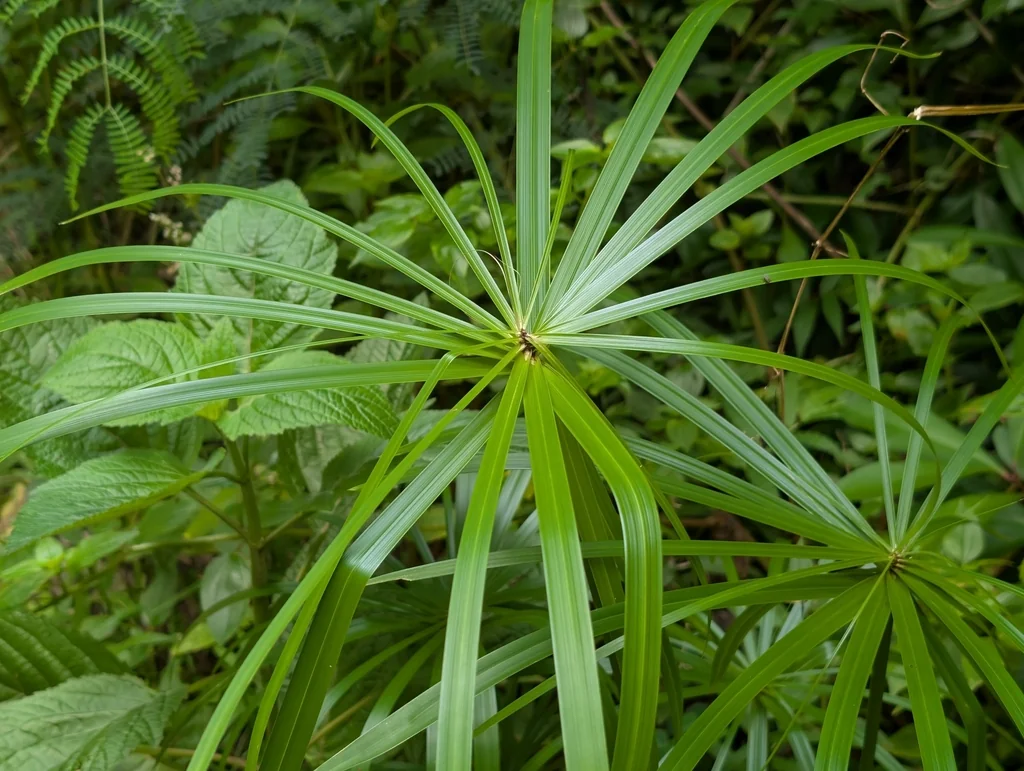 Cyperus Alternifolius