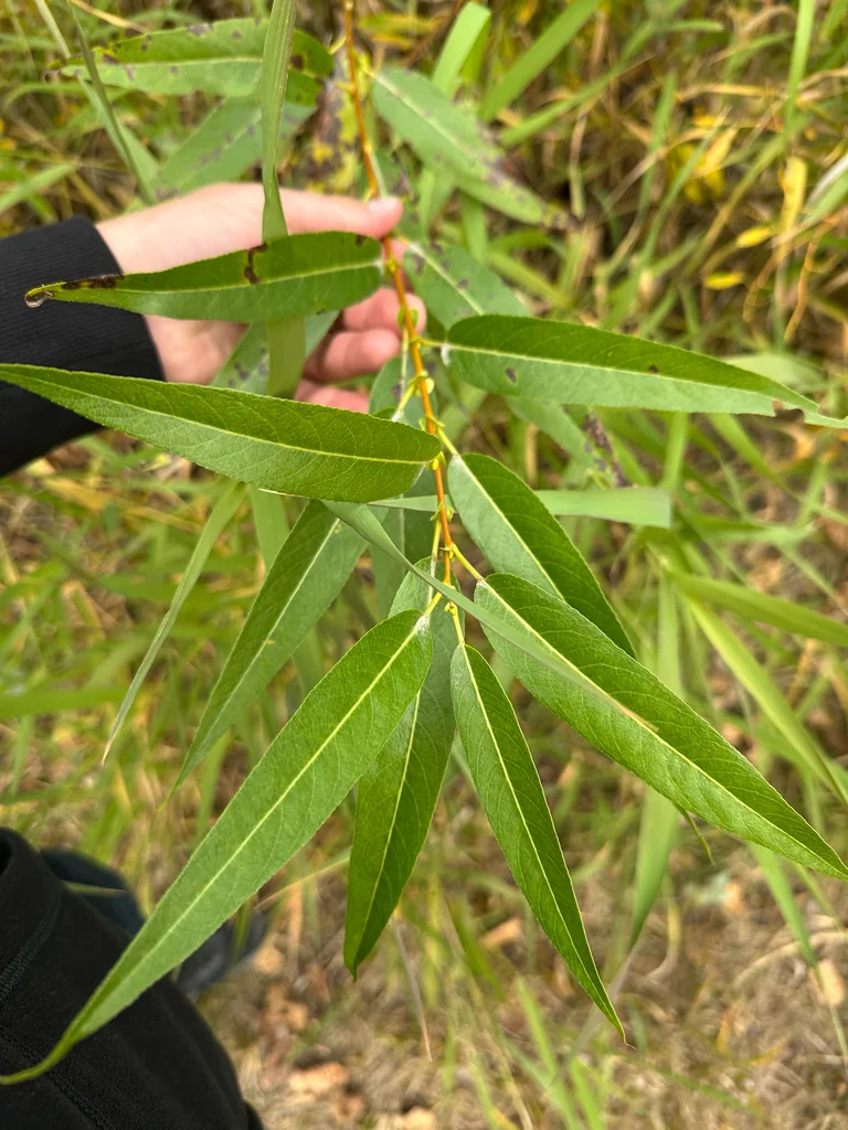 Salix Lucida Ssp. Lasiandra