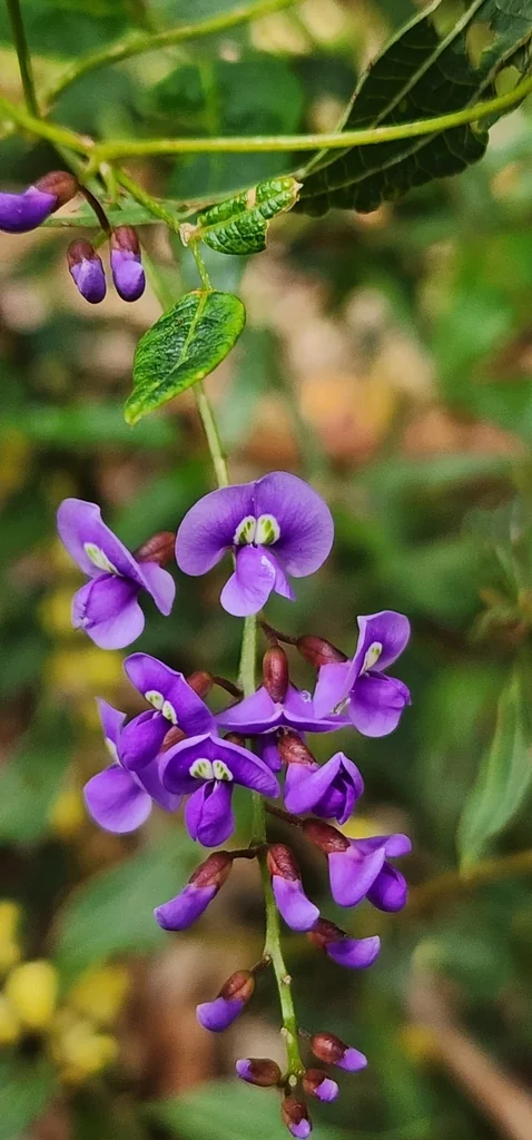 Hardenbergia Comptoniana