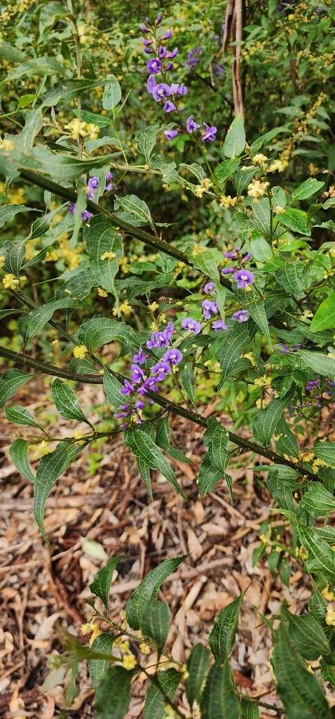 Hardenbergia Comptoniana