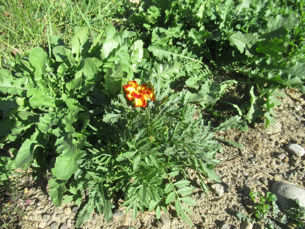 Tagetes Patula