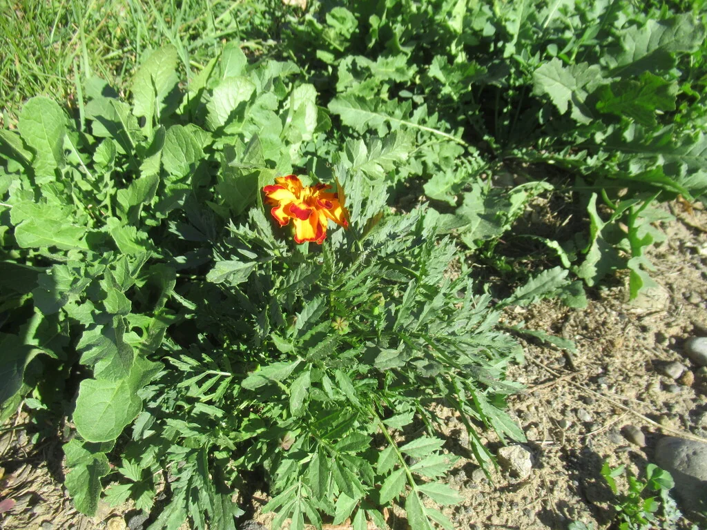 Tagetes Patula