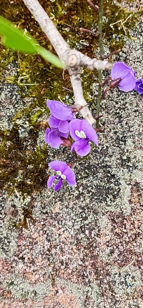 Hardenbergia Comptoniana