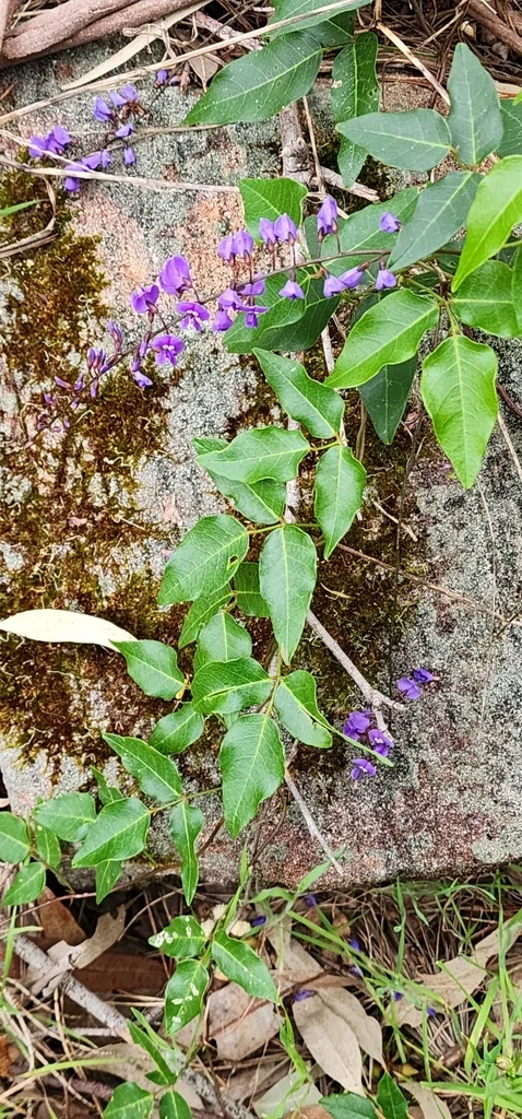 Hardenbergia Comptoniana