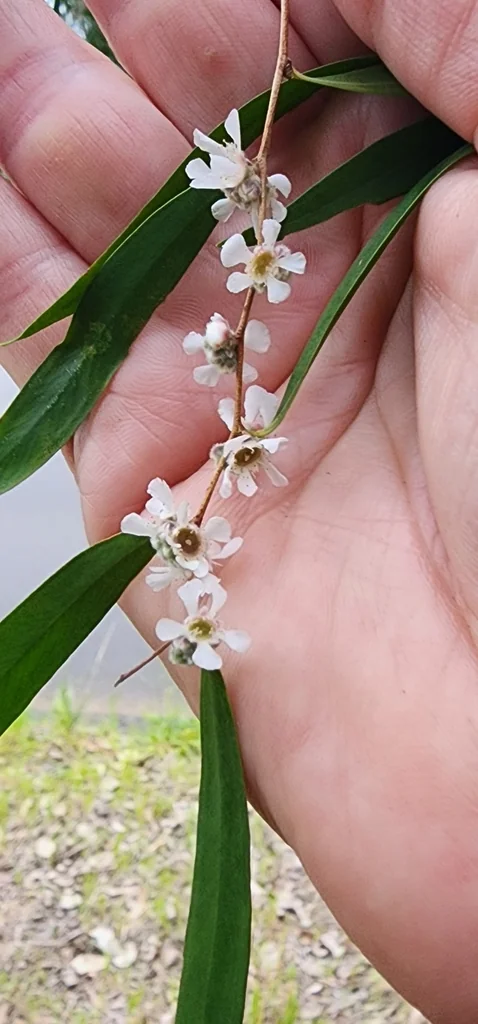 Agonis Flexuosa