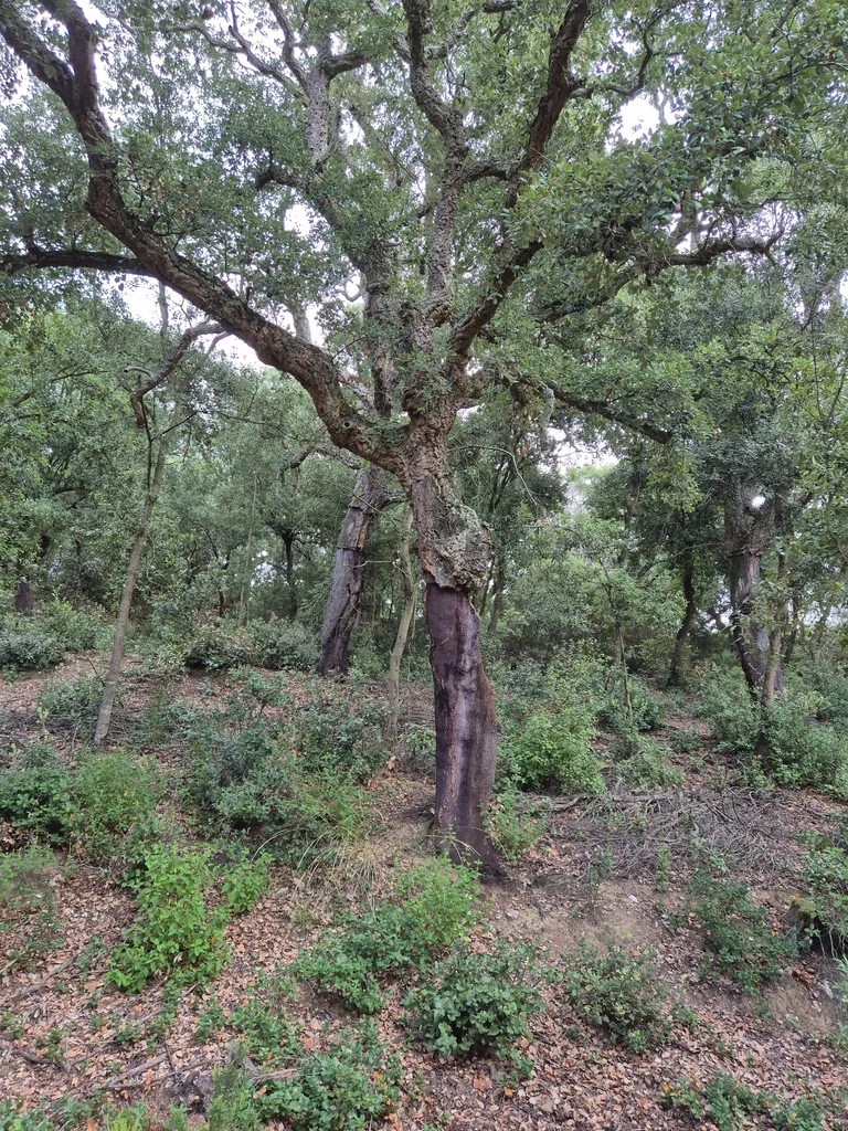 Quercus Suber