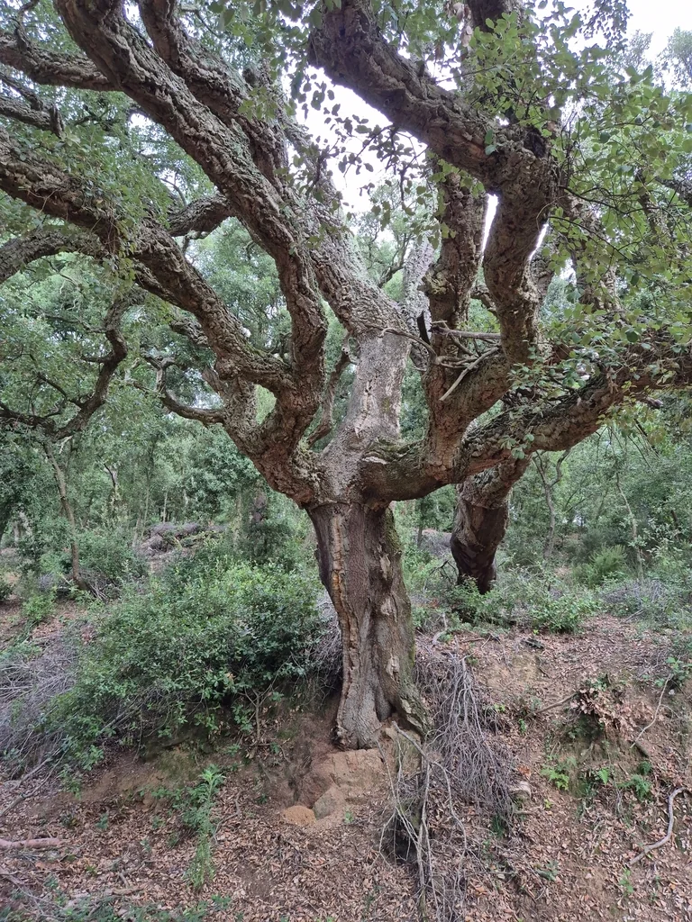 Quercus Suber