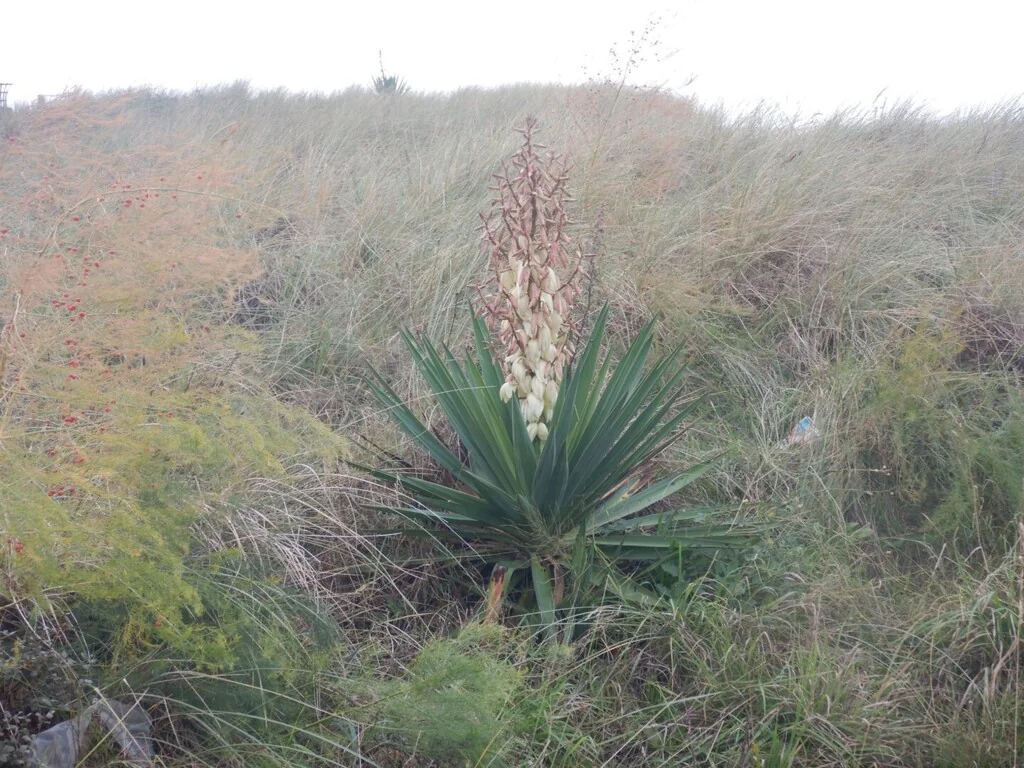 Yucca Gloriosa