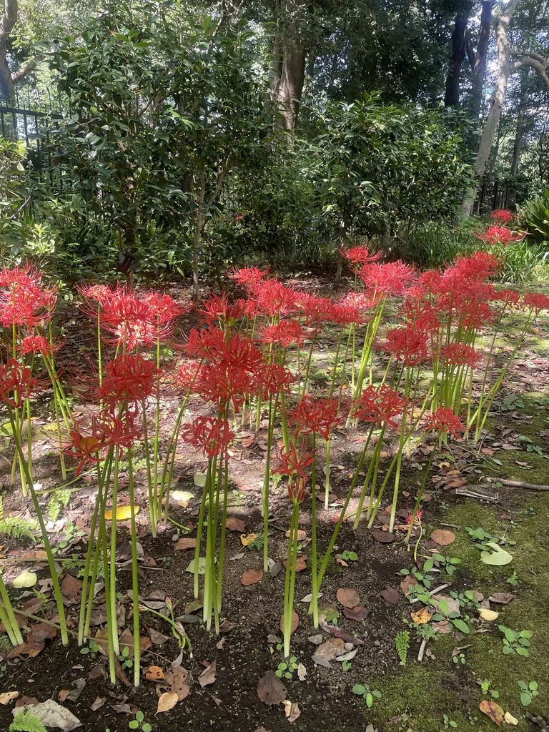 Lycoris Radiata