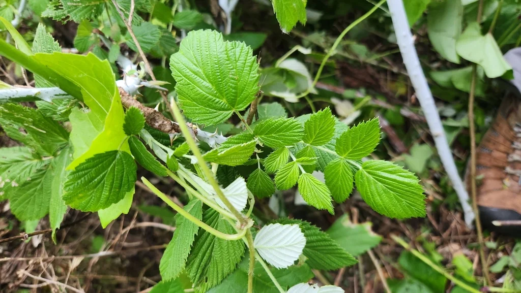 Rubus Niveus