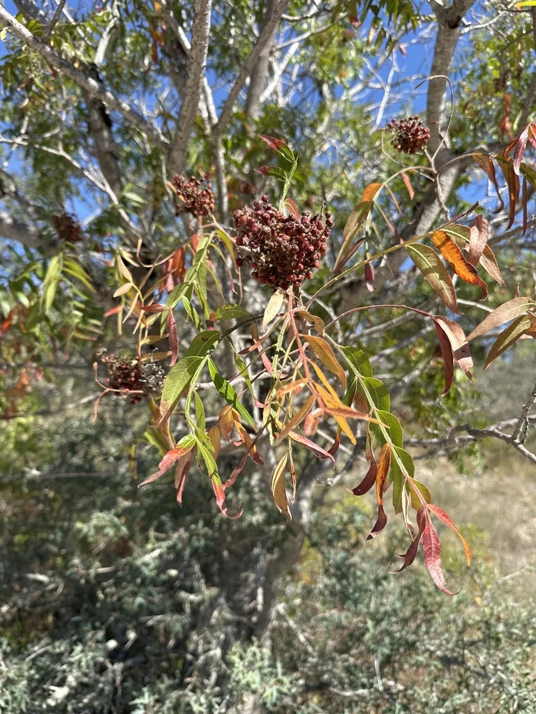 Rhus Lanceolata