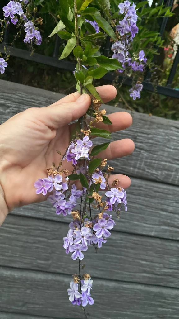 Duranta Erecta