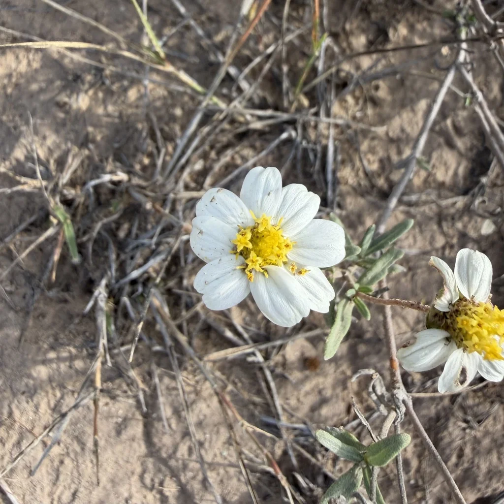 Melampodium Leucanthum