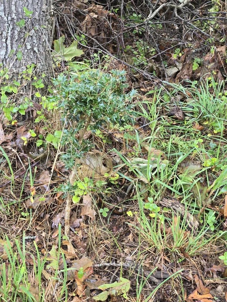 Osmanthus Heterophyllus