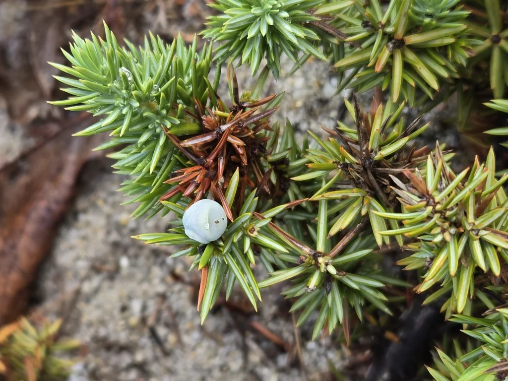 Juniperus Conferta