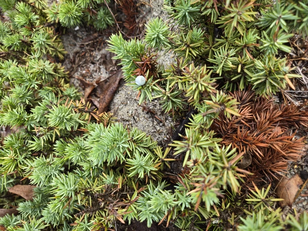 Juniperus Conferta