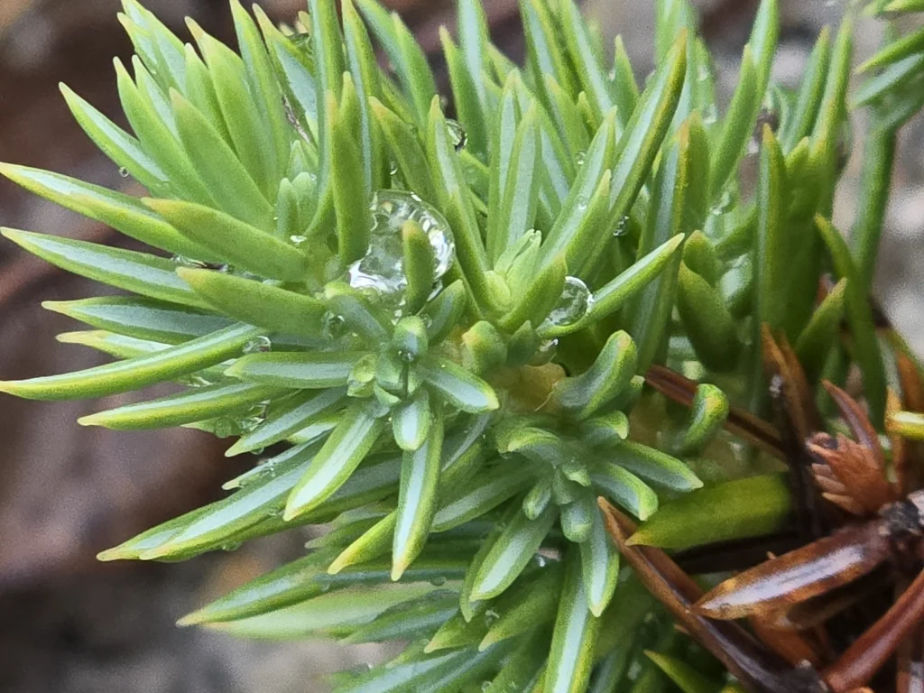 Juniperus Conferta