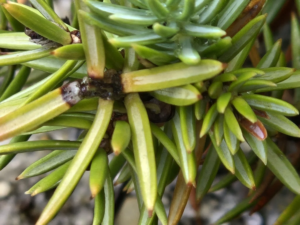Juniperus Conferta