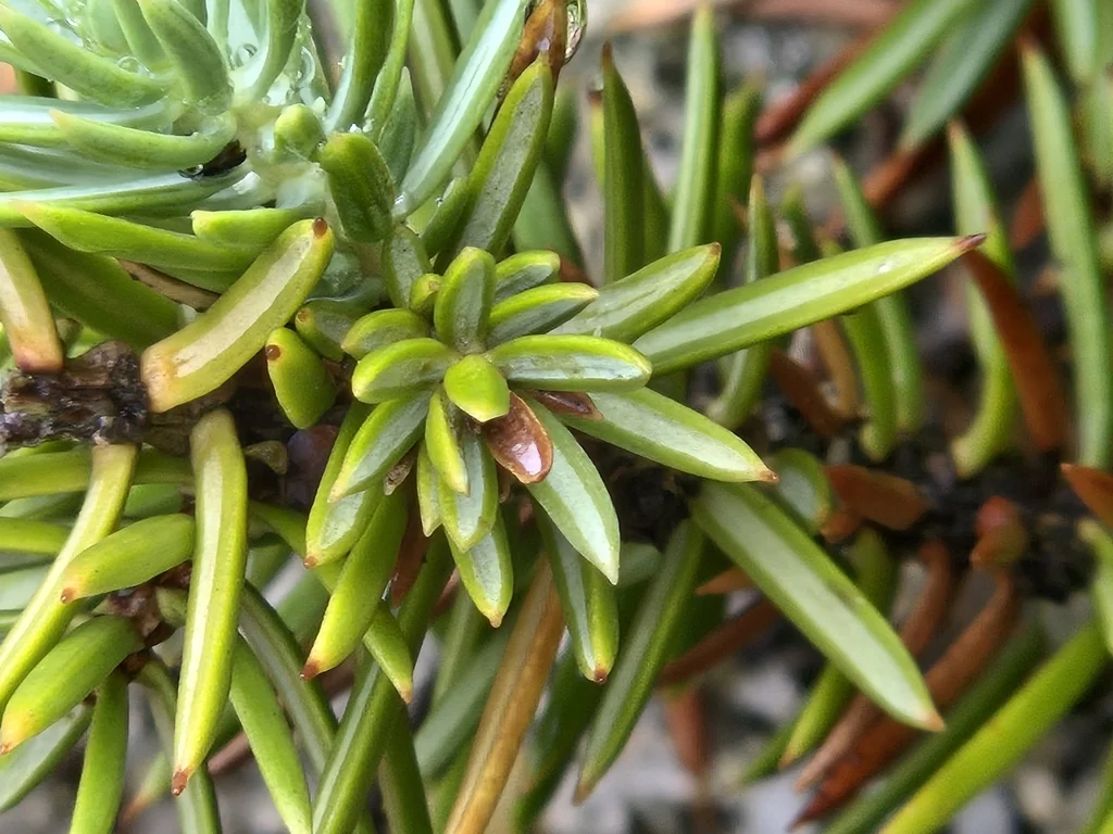 Juniperus Conferta
