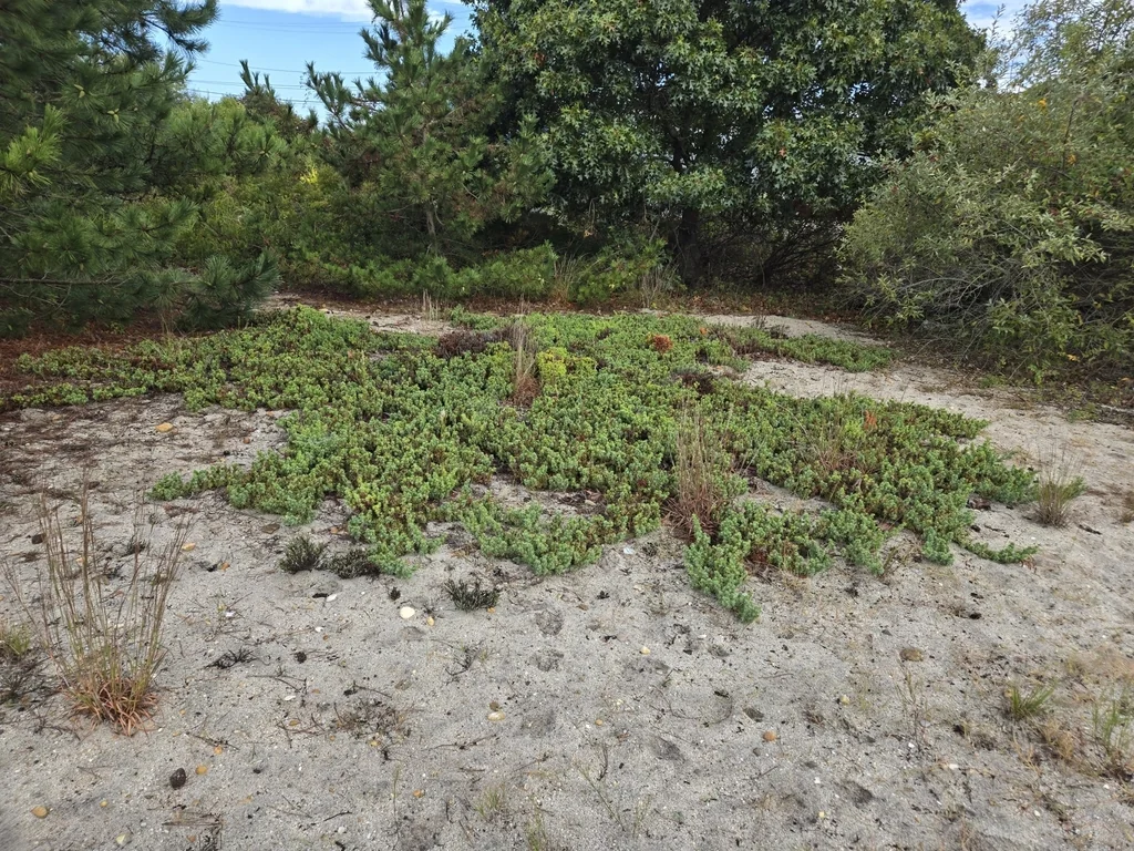 Juniperus Conferta