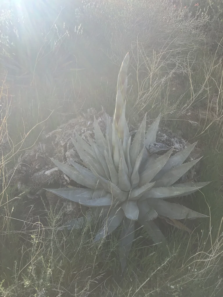 Agave Deserti