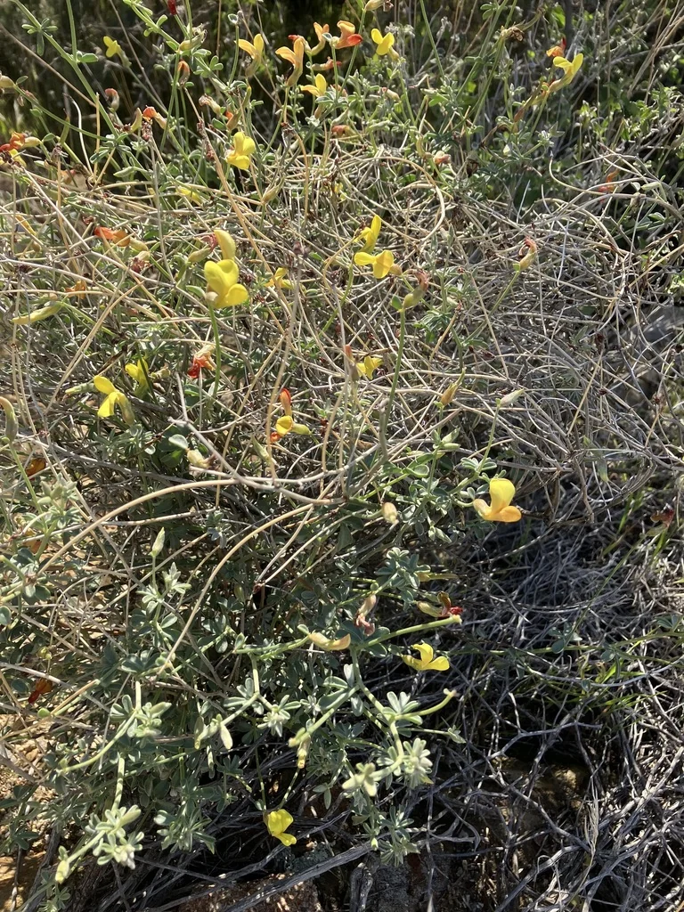 Lotus Rigidus