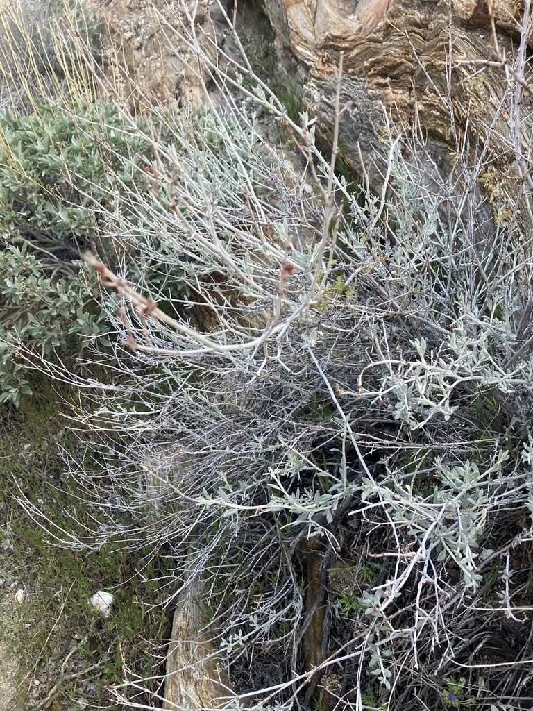 Eriogonum Wrightii