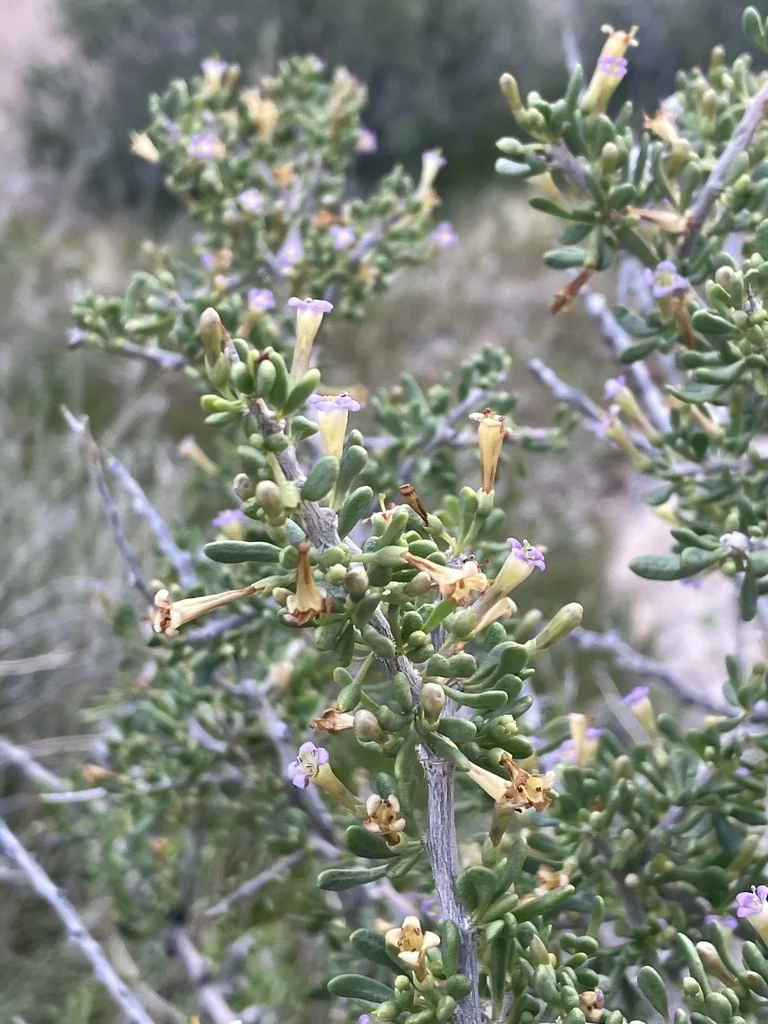 Lycium Andersonii