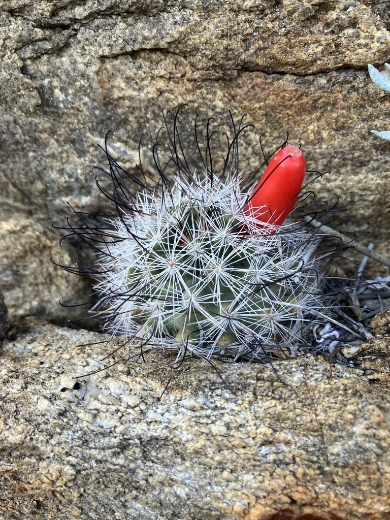 Mammillaria Tetrancistra