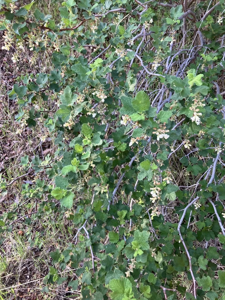 Ribes Indecorum