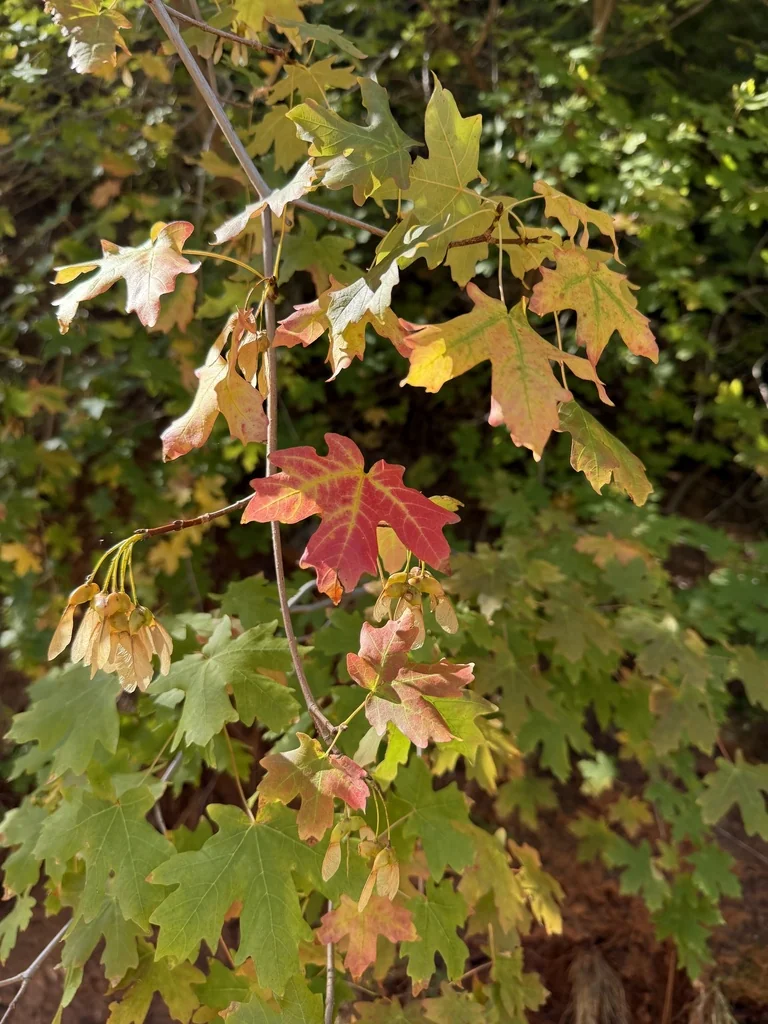 Acer Grandidentatum