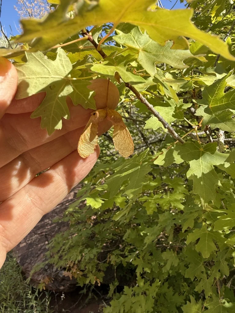 Acer Grandidentatum
