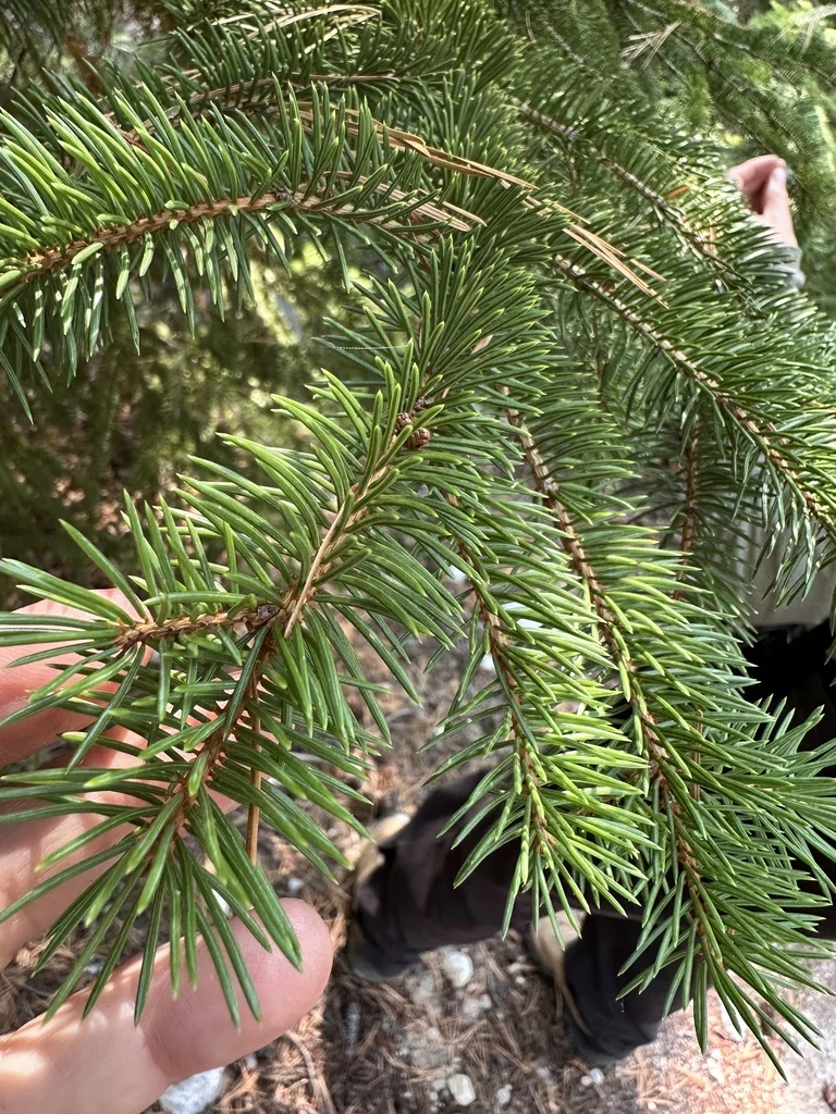 Picea engelmannii