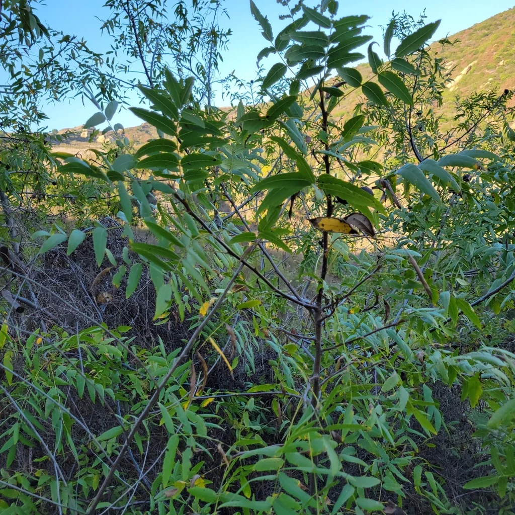Juglans Californica