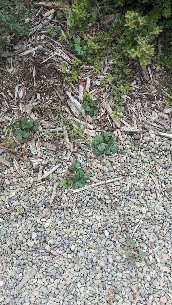 Fragaria chiloensis