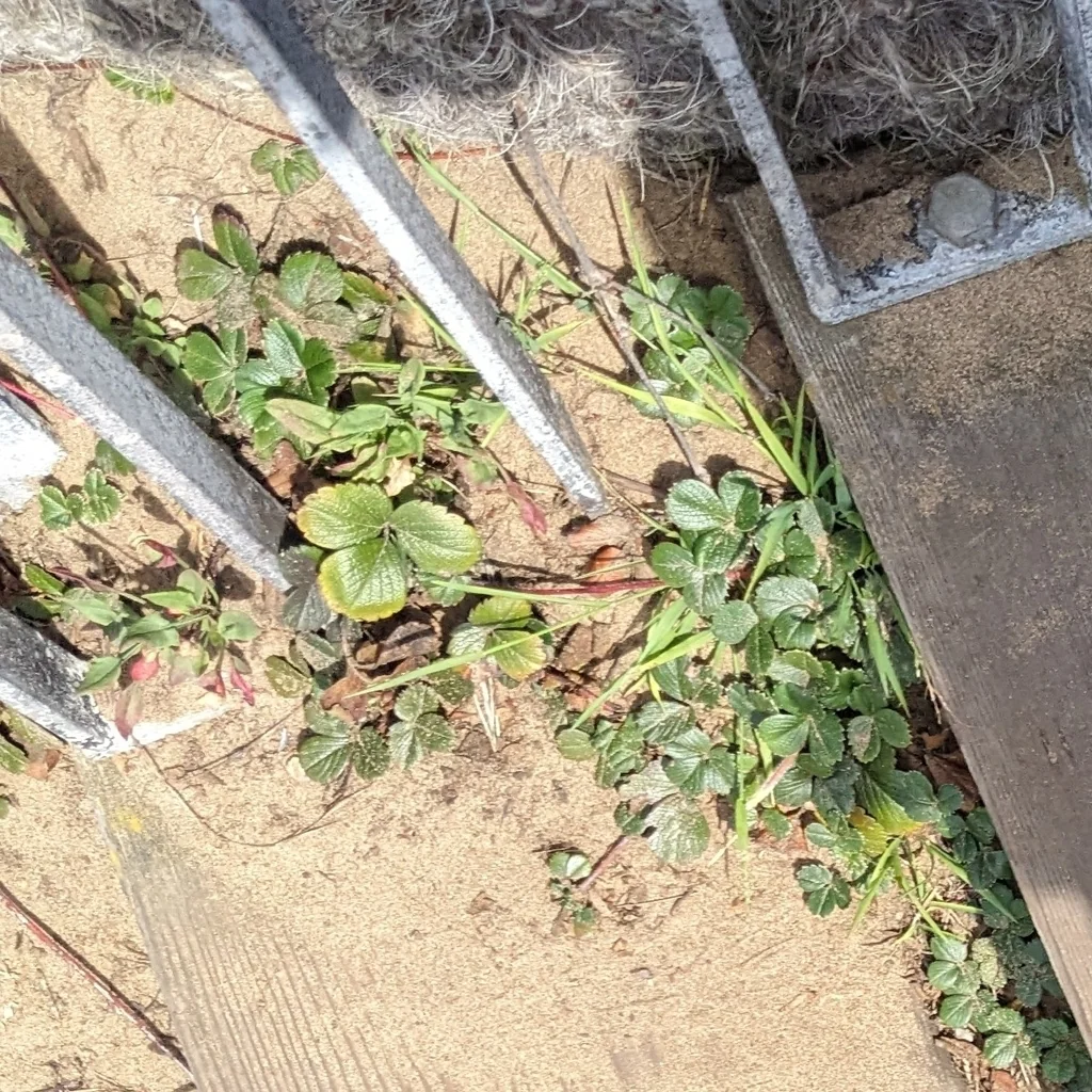 Fragaria chiloensis