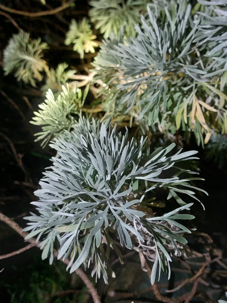 Artemisia Arborescens