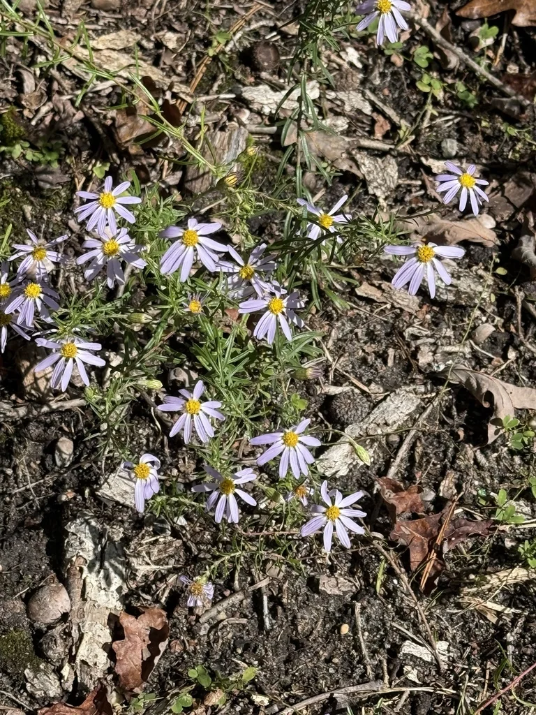 Ionactis linariifolius