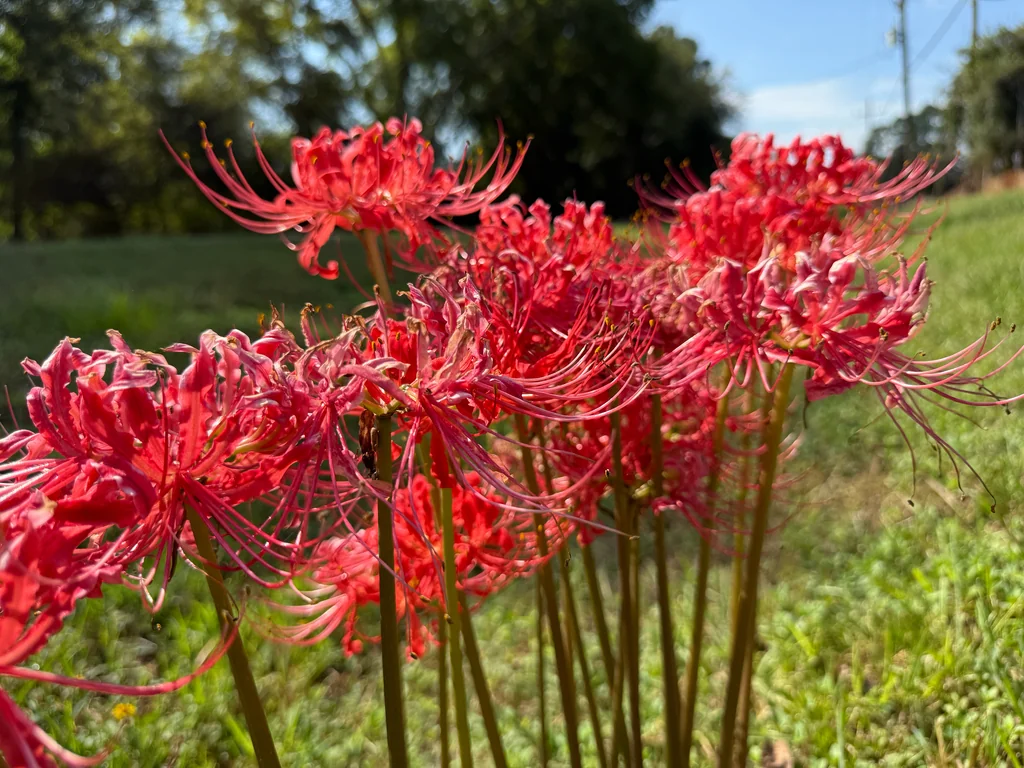 Lycoris Radiata