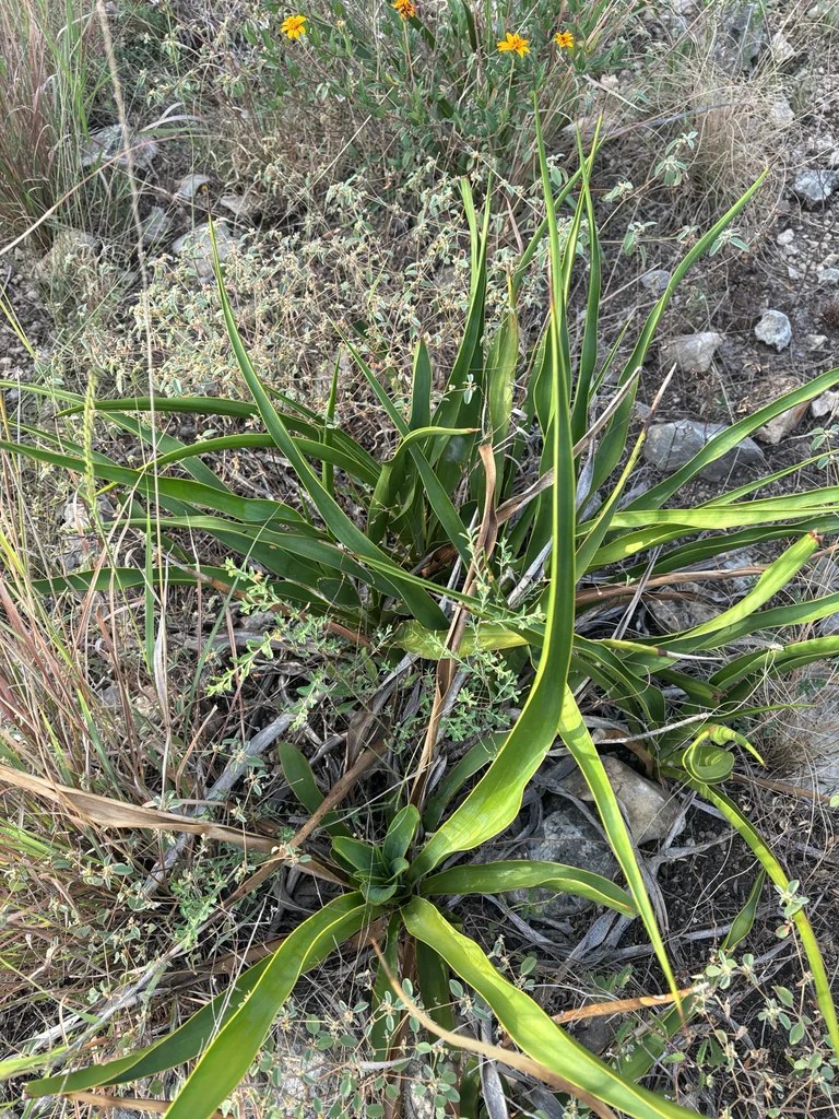 Yucca Rupicola