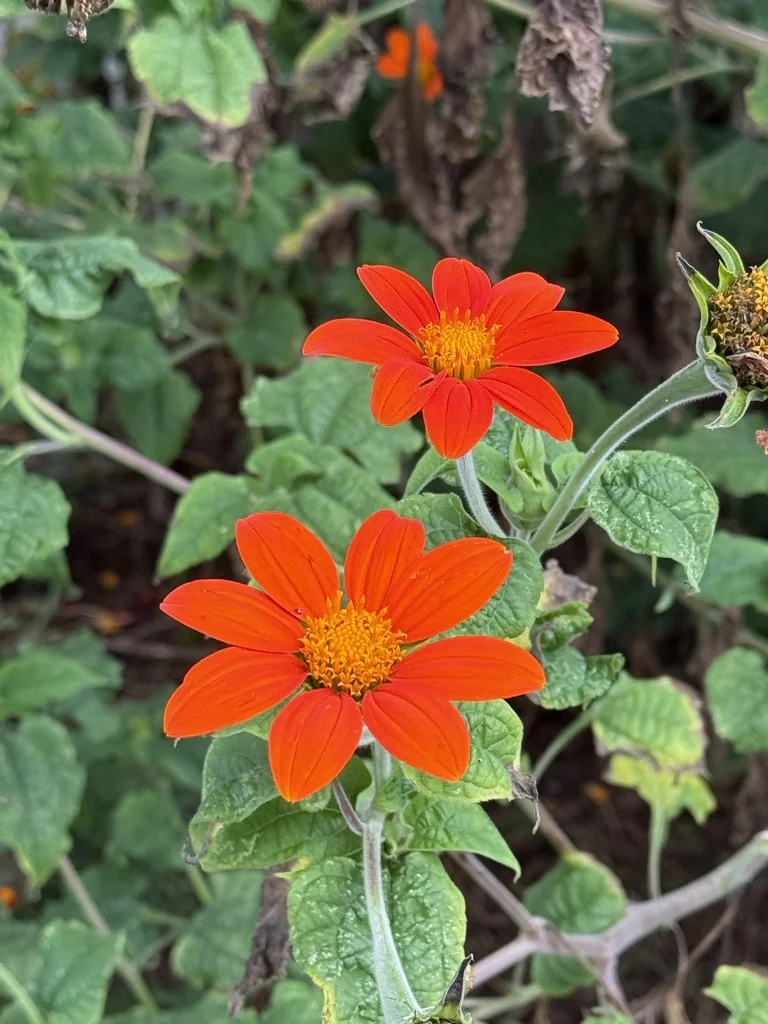 Tithonia Rotundifolia